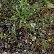 Arenaria serpyllifolia