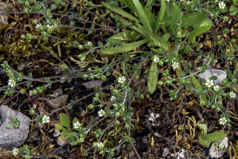 Arenaria serpyllifolia - © Charles Hipkin