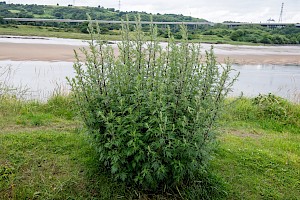 Artemisia vulgaris Mugwort