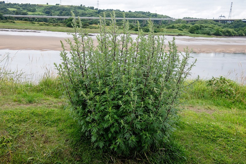 Artemisia vulgaris - © Charles Hipkin