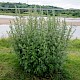 Artemisia vulgaris