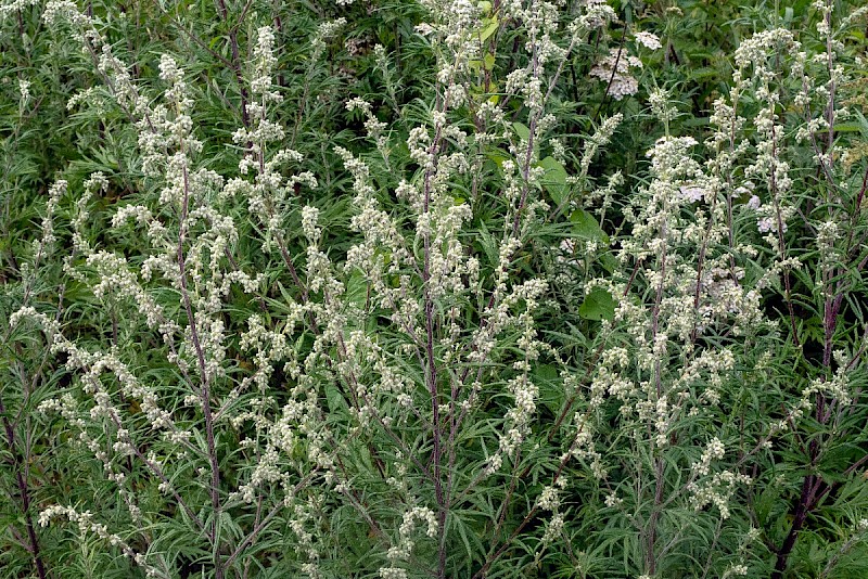 Artemisia vulgaris - © Charles Hipkin