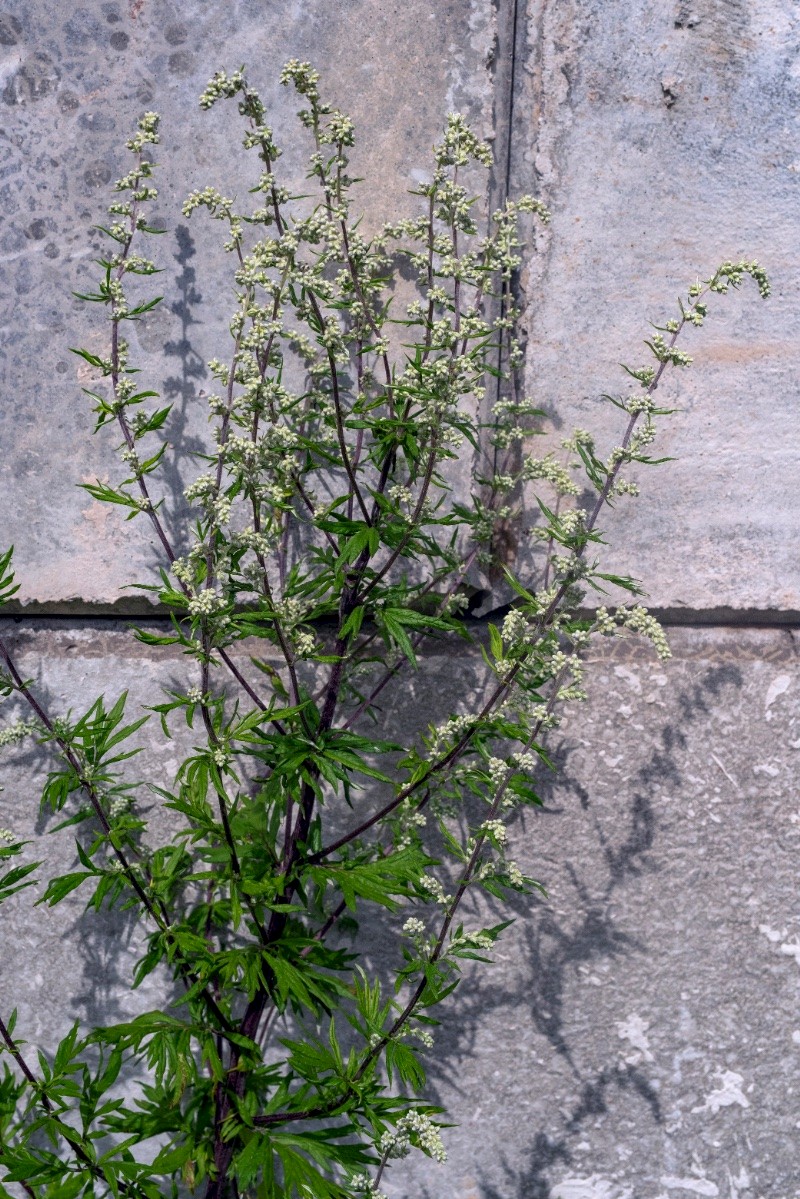 Artemisia vulgaris - © Charles Hipkin