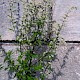 Artemisia vulgaris