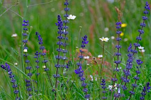 Salvia verticillata Whorled Clary