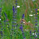 Salvia verticillata