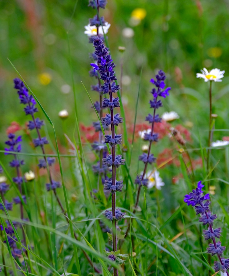 Salvia verticillata - © Charles Hipkin