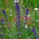 Salvia verticillata