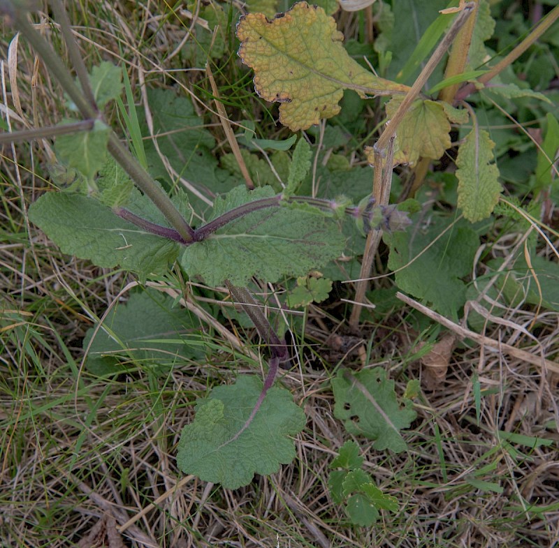 Salvia verticillata - © Charles Hipkin