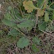 Salvia verticillata