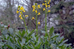 Barbarea verna American Winter-cress