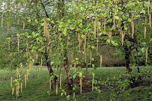 Betula pendula Silver Birch