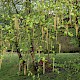 Betula pendula