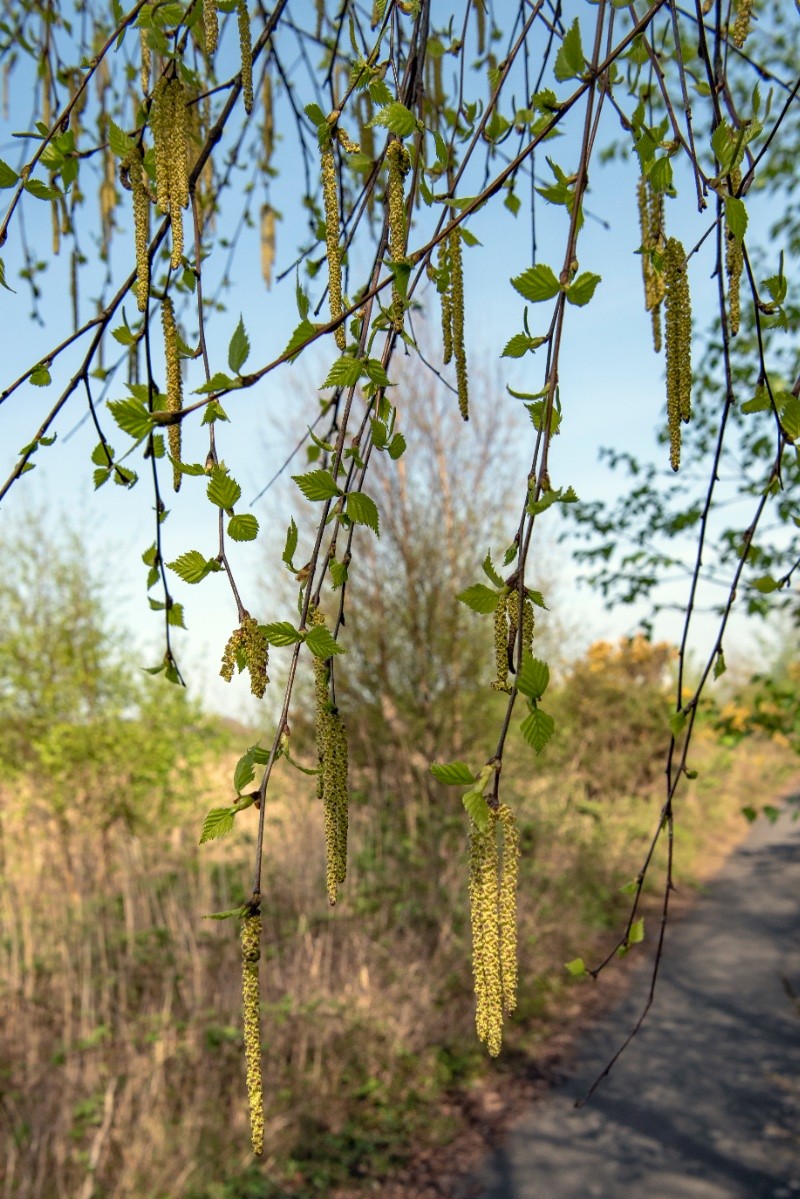 Betula pendula - © Charles Hipkin