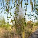 Betula pendula