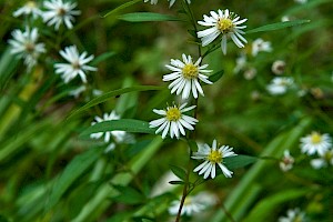 Aster lanceolatus Narrow-leaved Michaelmas-daisy