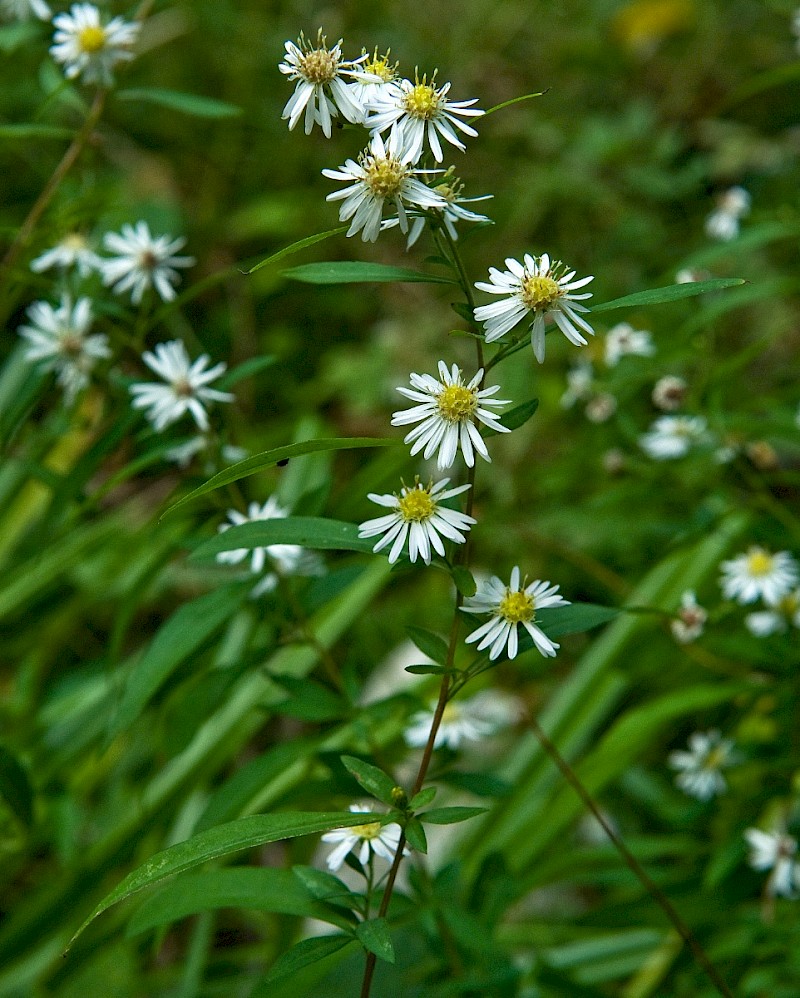 Aster lanceolatus - © Charles Hipkin