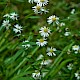 Aster lanceolatus