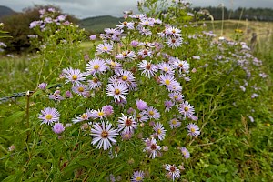 Aster x salignus Michaelmas Daisy (A. lanceolatus x novi-belgii)