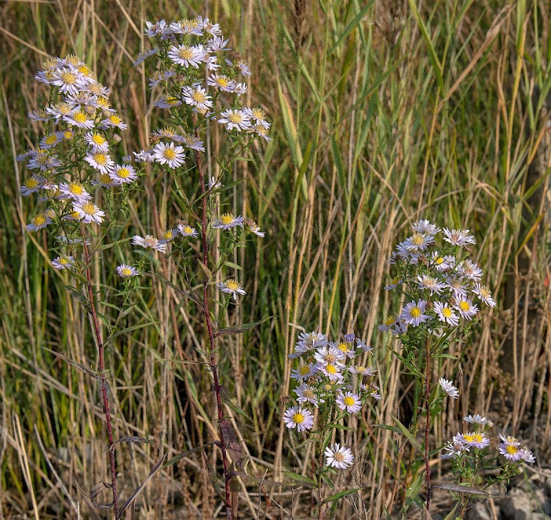 Aster x salignus - © Charles Hipkin