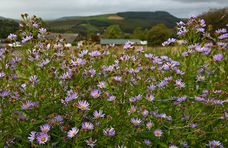 Aster x salignus - © Charles Hipkin