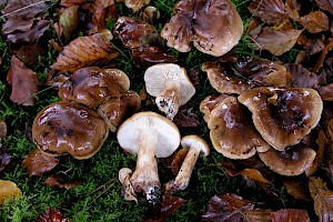 Tricholoma ustaloides Charred Knight