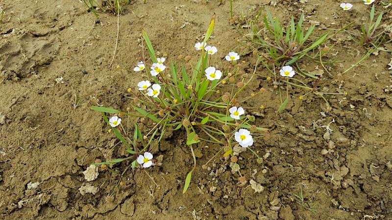 Baldellia ranunculoides - © Barry Stewart