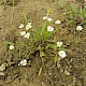 Baldellia ranunculoides