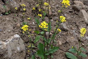 Brassica rapa subsp. campestris Wild Turnip