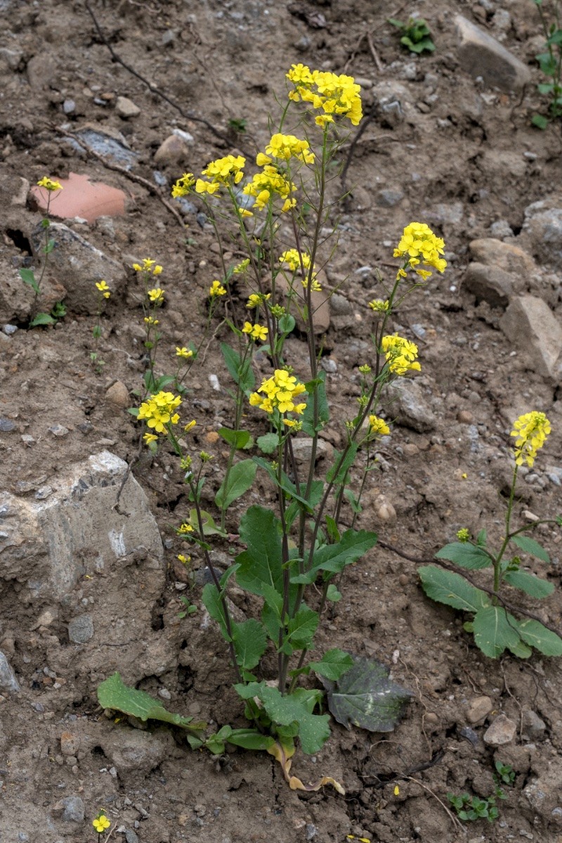 Brassica rapa subsp. campestris - © Charles Hipkin