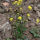 Brassica rapa subsp. campestris