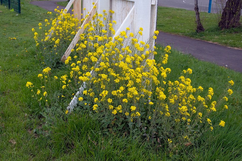 Brassica rapa subsp. campestris - © Charles Hipkin