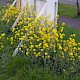 Brassica rapa subsp. campestris