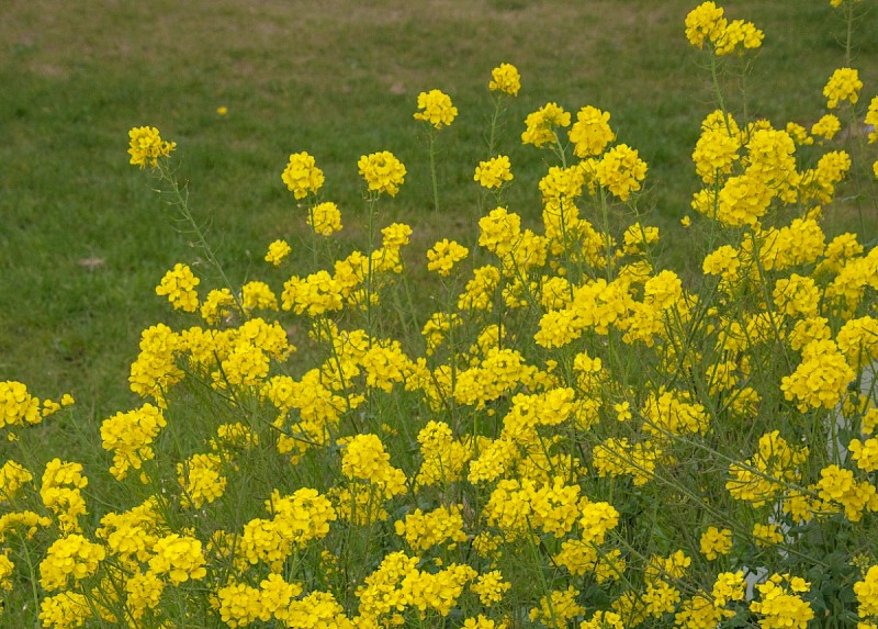 Brassica rapa subsp. campestris - © Charles Hipkin