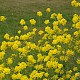 Brassica rapa subsp. campestris