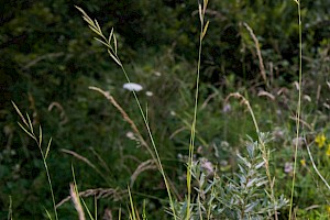 Brachypodium pinnatum Tor-grass