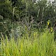 Brachypodium pinnatum