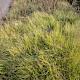 Brachypodium pinnatum