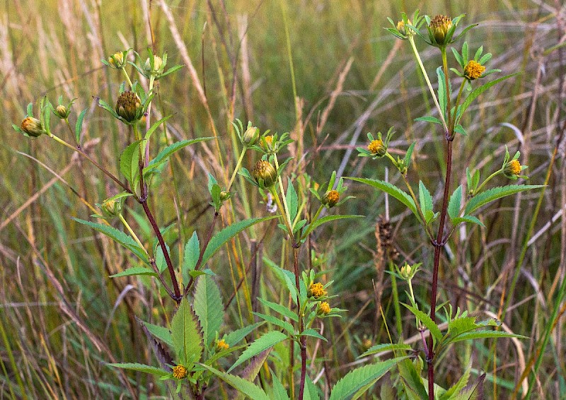 Bidens tripartita - © Charles Hipkin