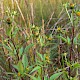 Bidens tripartita