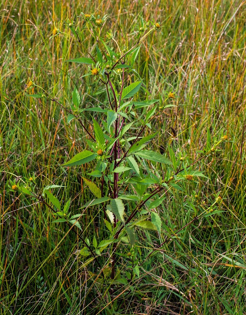 Bidens tripartita - © Charles Hipkin