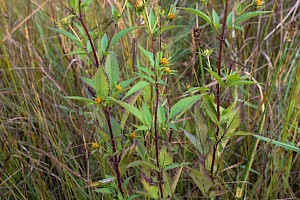 Bidens tripartita Trifid Bur-marigold