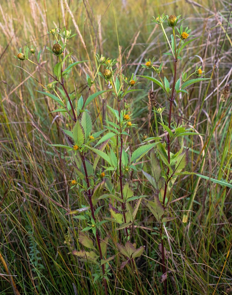 Bidens tripartita - © Charles Hipkin