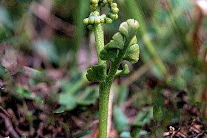 Botrychium lunaria Moonwort