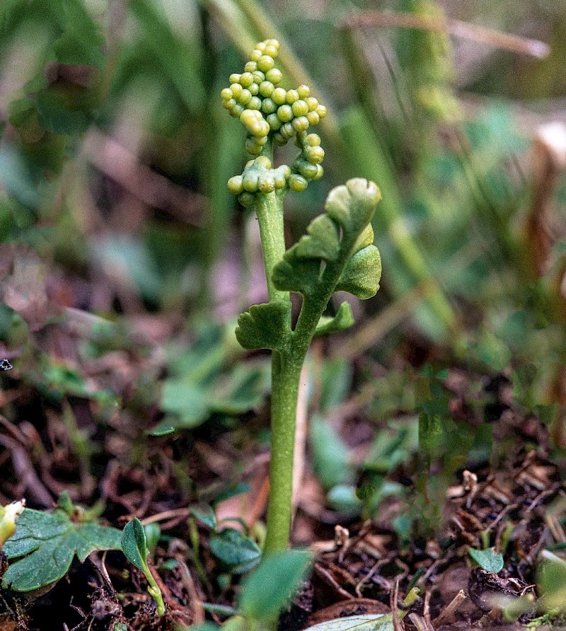 Botrychium lunaria - © Charles Hipkin