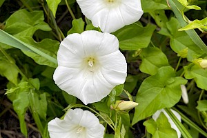 Calystegia sepium Hedge Bindweed