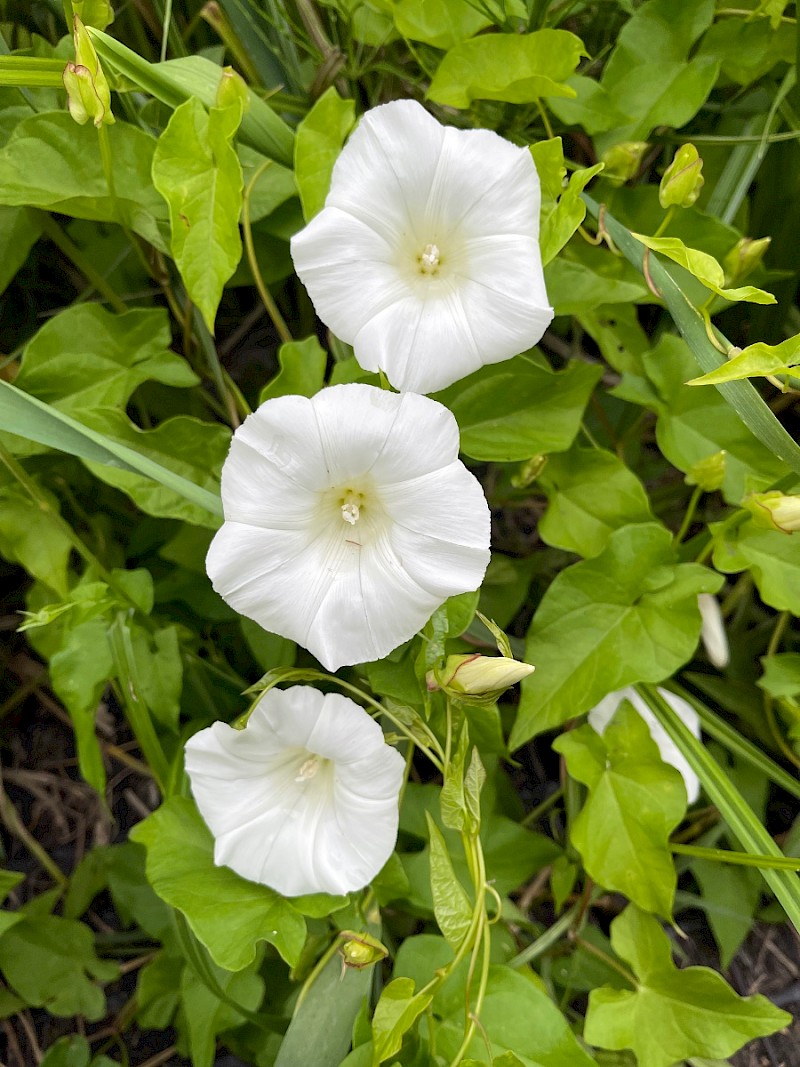 Calystegia sepium - © Charles Hipkin