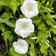 Calystegia sepium