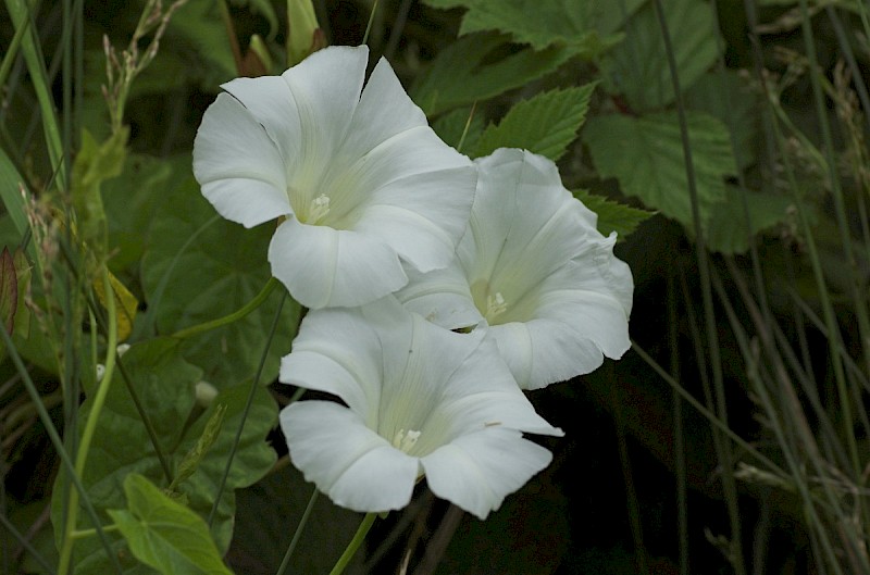 Calystegia sepium - © Charles Hipkin