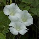 Calystegia sepium